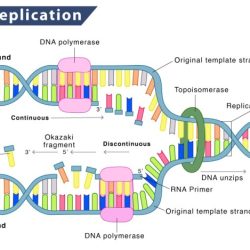 Replication fork ligase rna synthesis enzyme mnemonics drawittoknowit physiology glossary termination bidirectional