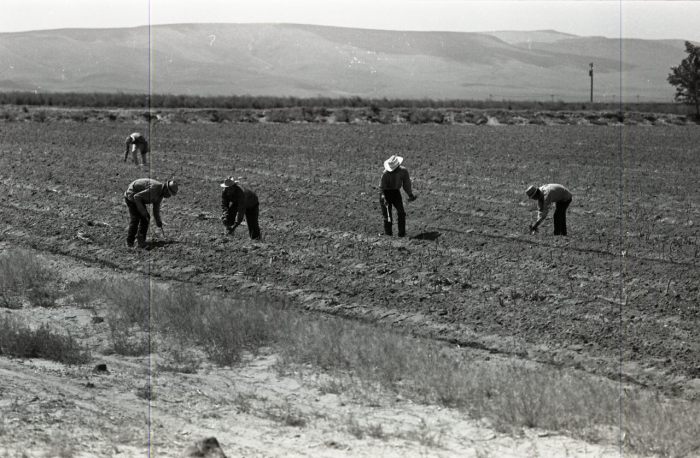 Dust bowl migrant for short