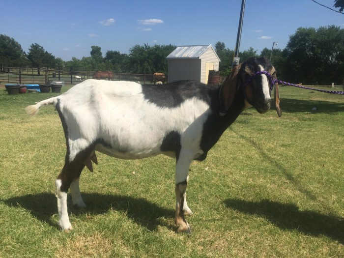 First freshener goat udder development