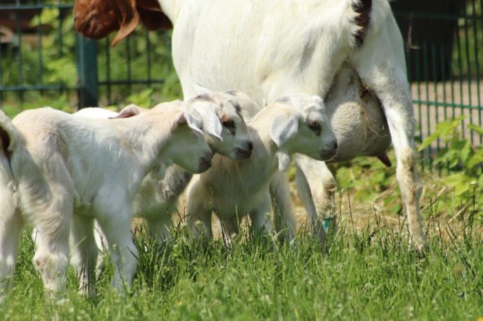 Goat kidding udder