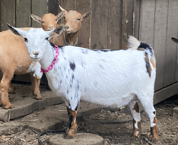 First freshener goat udder development