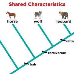 Which is a correct interpretation of the cladogram shown below