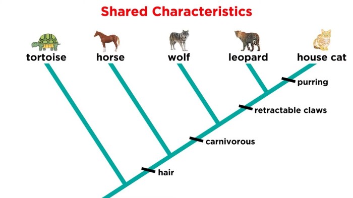 Which is a correct interpretation of the cladogram shown below