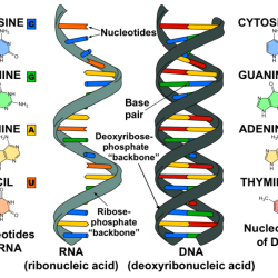 Using a venn diagram compare and contrast dna and rna