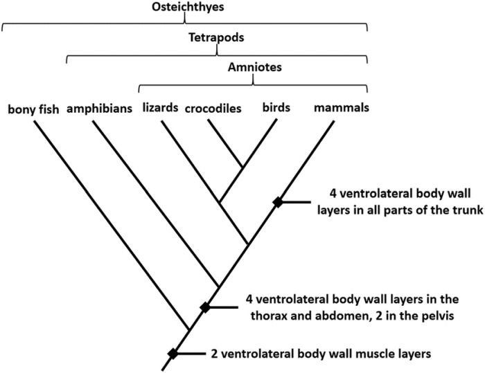 Which is a correct interpretation of the cladogram shown below